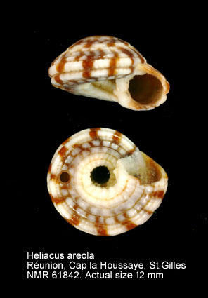Heliacus areola.jpg - Heliacus areola(Gmelin, 1791)